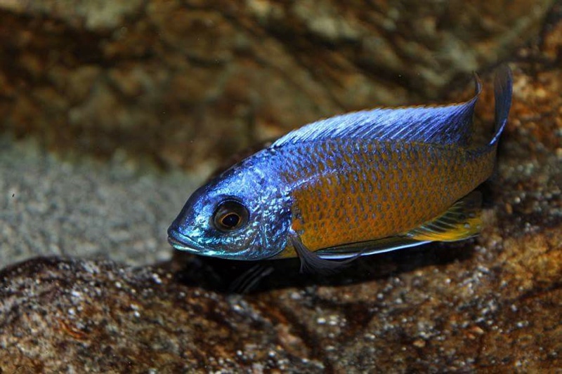 Copadichromis borleyi 'Namalenje Island'